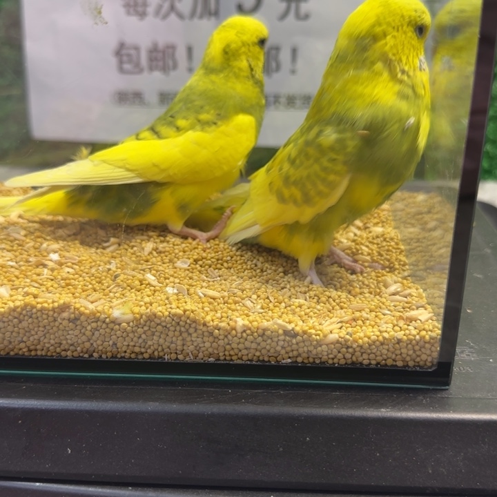 虎皮鹦鹉大头虎皮鹦鹉