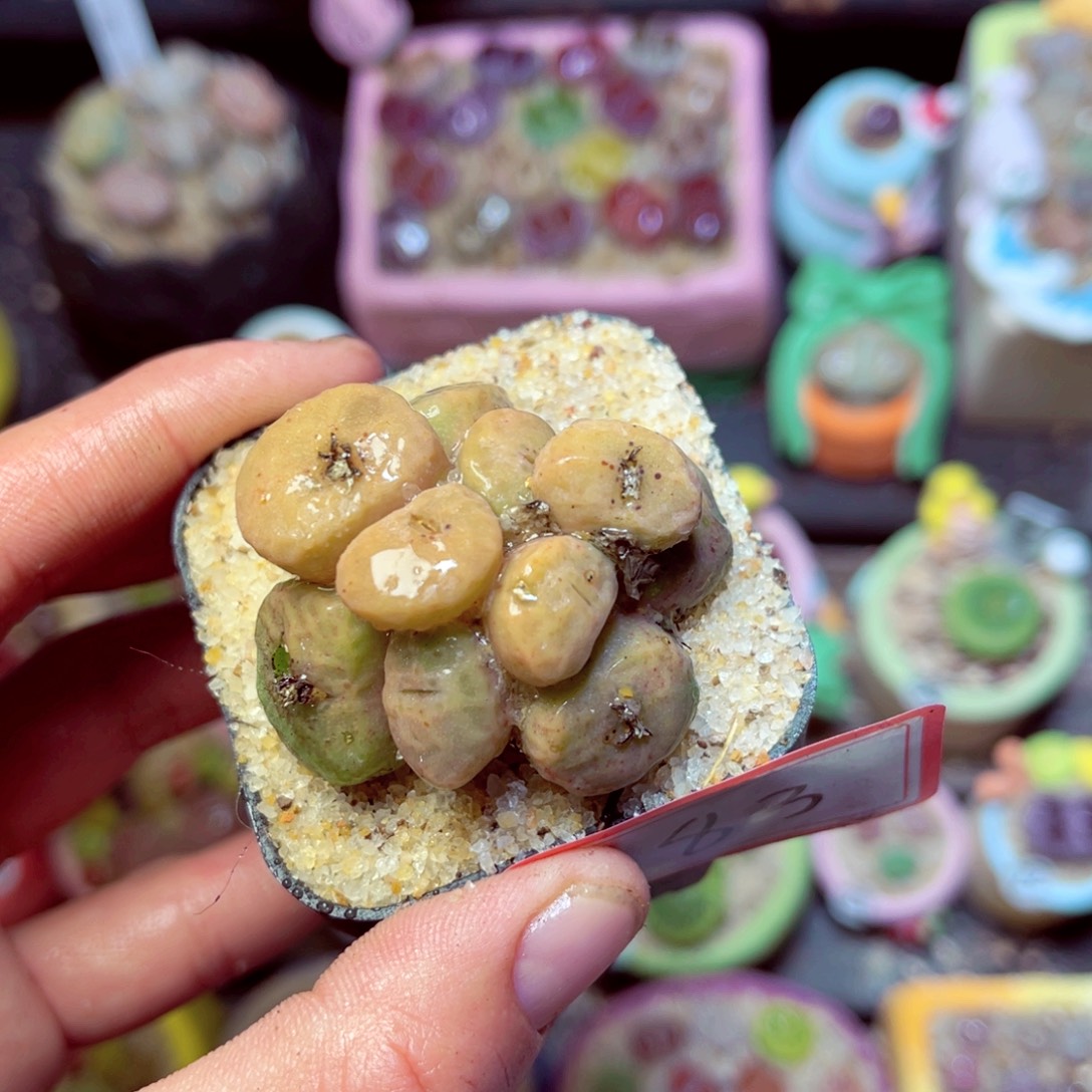 183生石花带盆发1