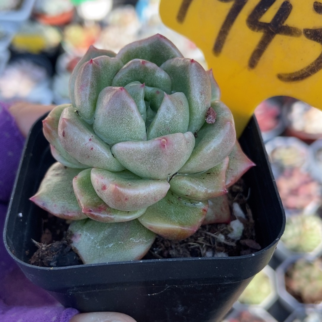 1943白玫瑰石化多肉植物