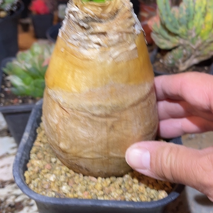 满38包邮2天凑单，脱土晾根发货多肉植物巨凤之卵