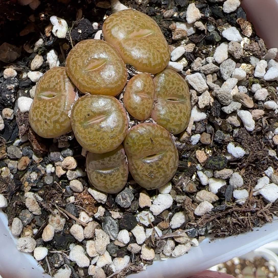 肉锥多肉植物百科-46