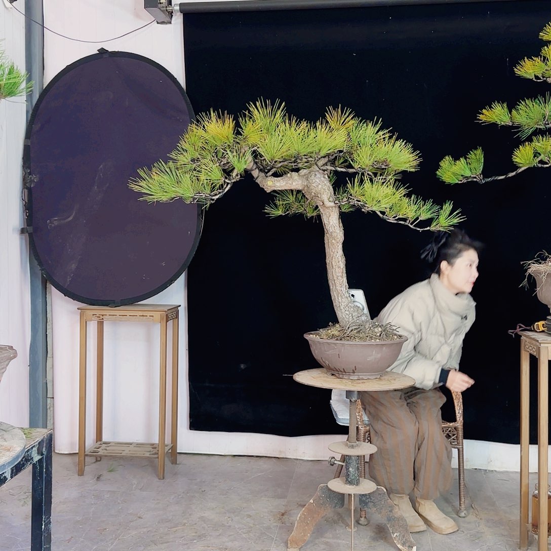 龙***腾完全开放黑松盆景直播间