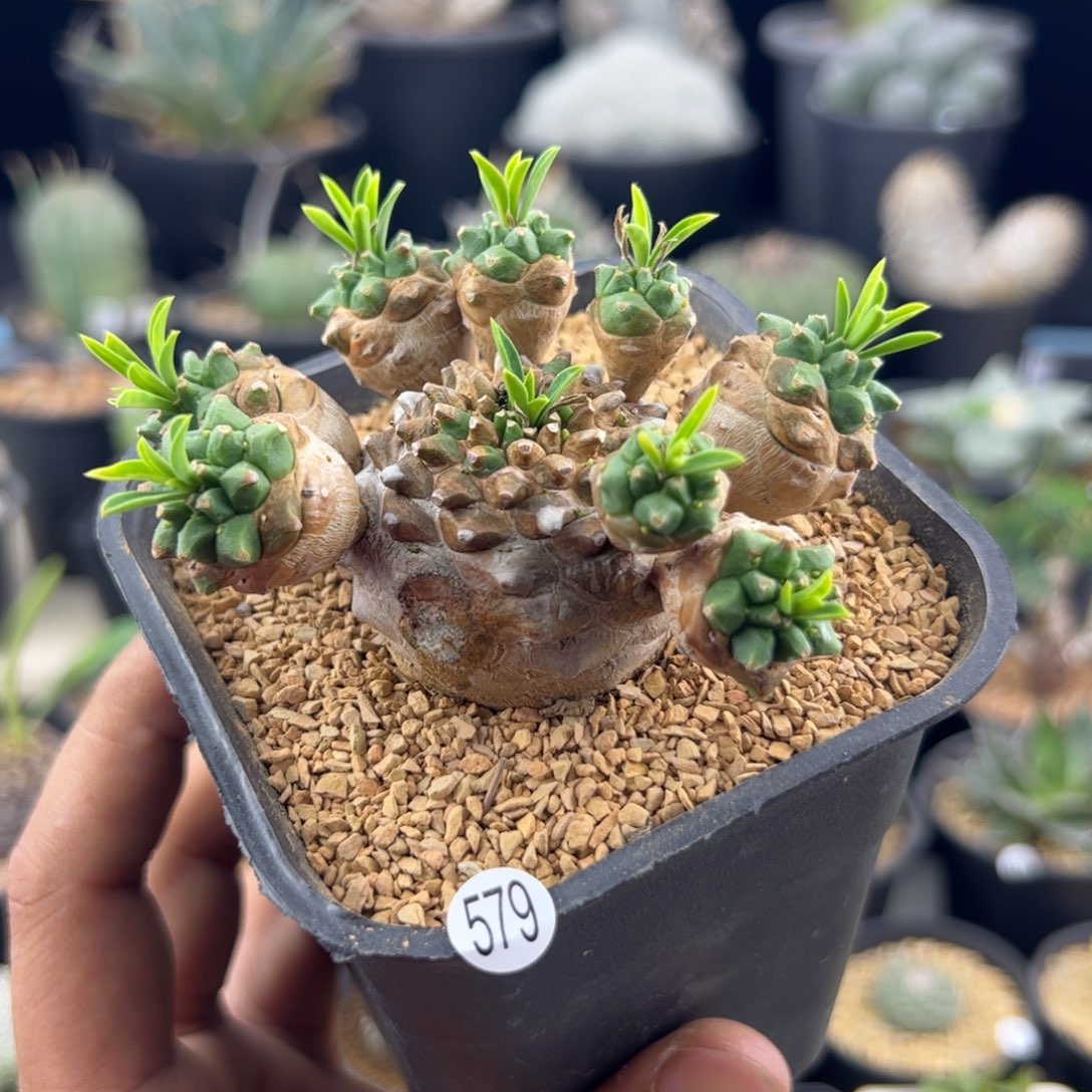 峨眉山大戟一物一拍