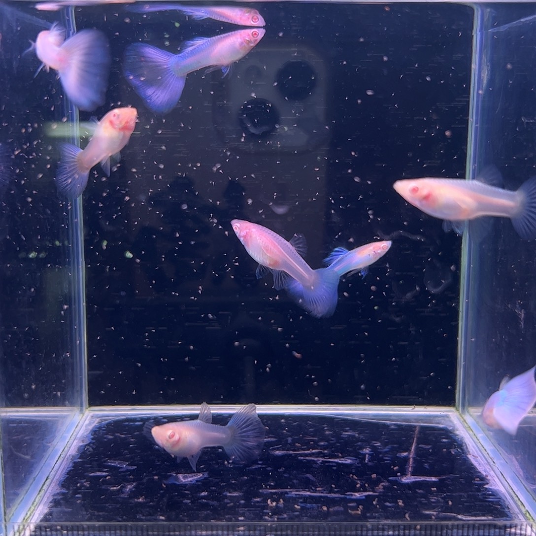 孔雀鱼天使彩虹4对