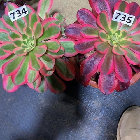 粉女巫734美杜莎735带土球发货