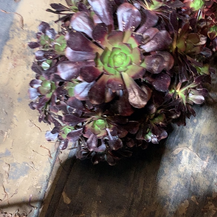 多肉多肉多肉黑园叶129