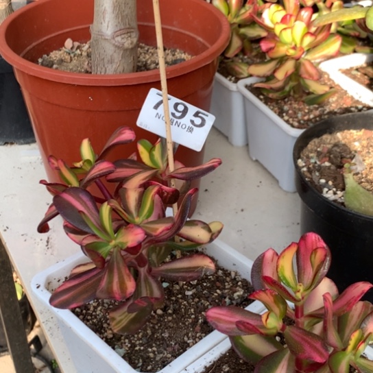 795卷叶脱土发货