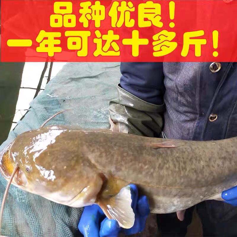 【正品保证】超大尺寸南方2须大口鲶鱼金边耐寒水族活体鱼宠物鱼