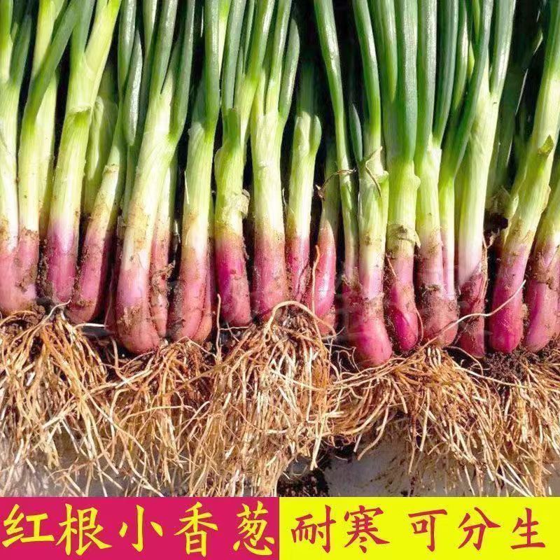 红根小香葱种子红葱头小香葱籽葱头葱种籽四季农家阳台蔬菜种孑
