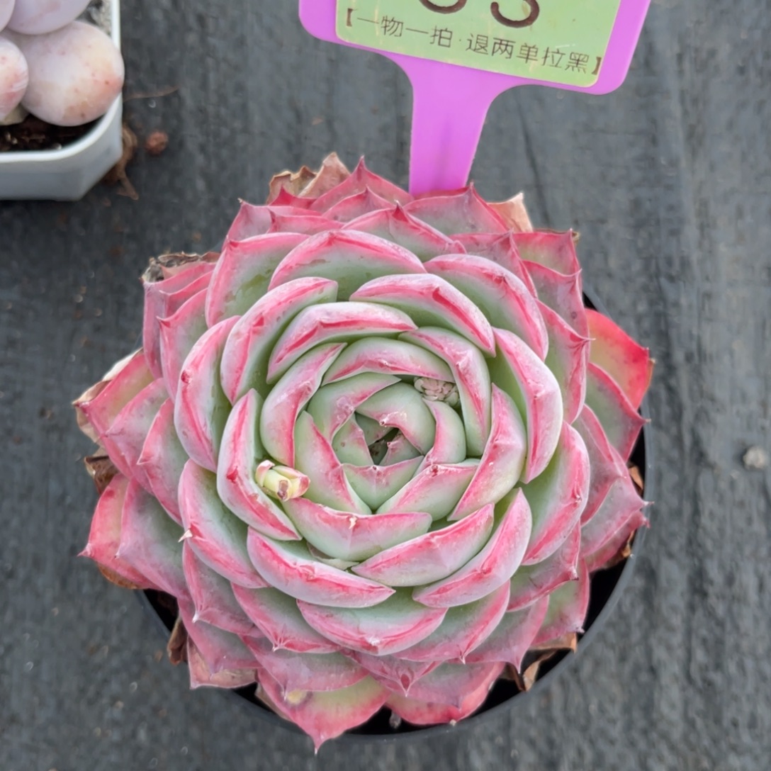 云尘多肉一物一拍53