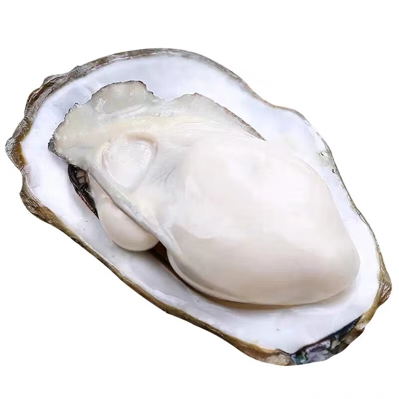 5+鲜活特大生蚝约4.5-5.0两/2个装
