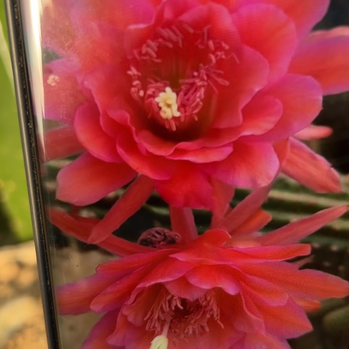 8金妞爱博恩宝歪无根侧芽5公分左右20包邮