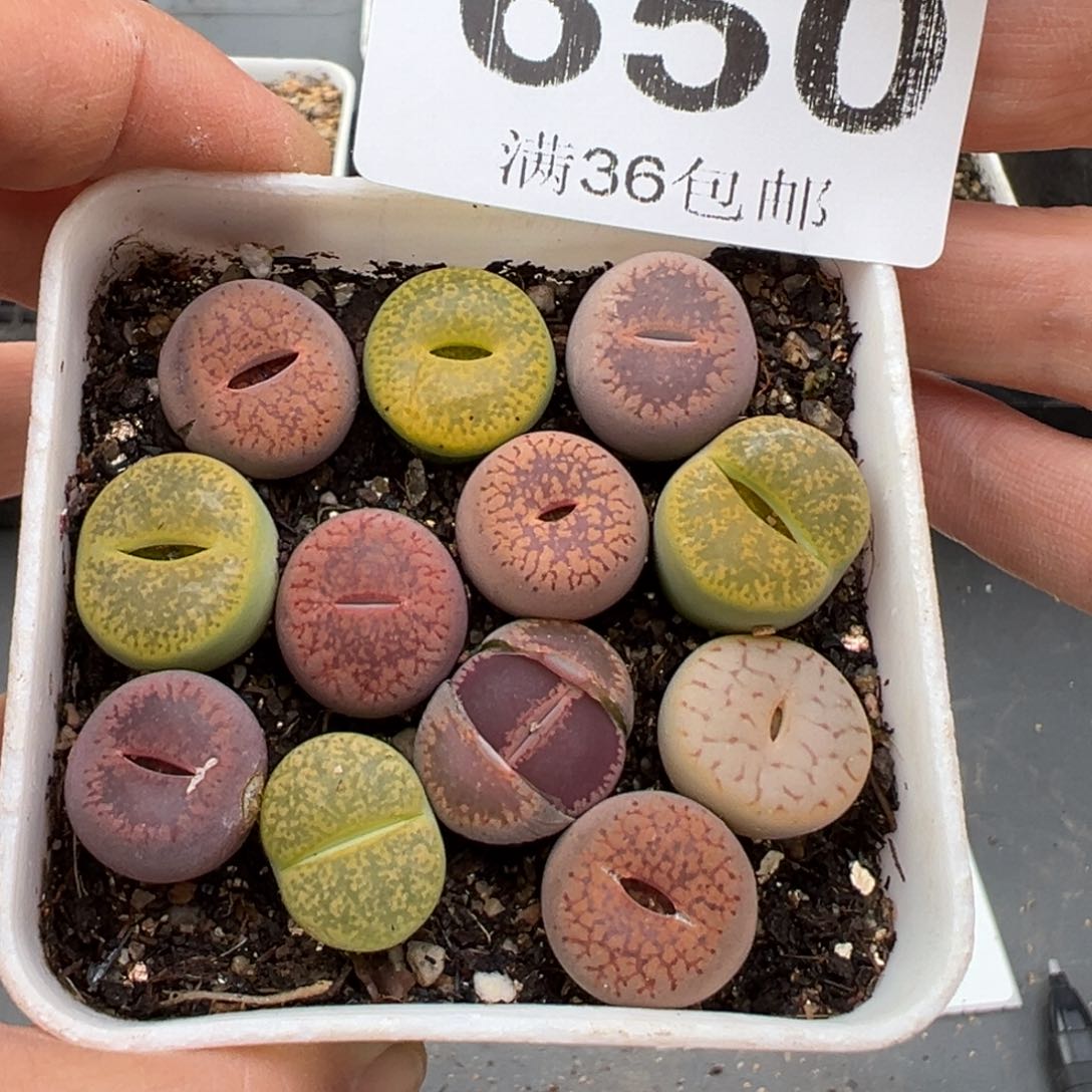 3.4好看的多肉脱土发货650