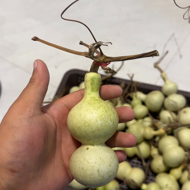 菜***贝感谢大哥支持兄弟，不保成