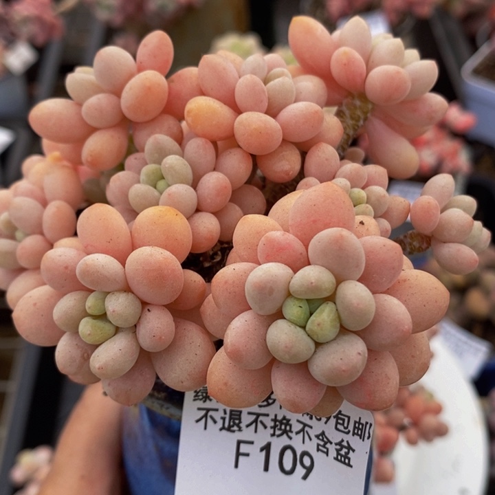 鱼子酱9cm109多肉植物