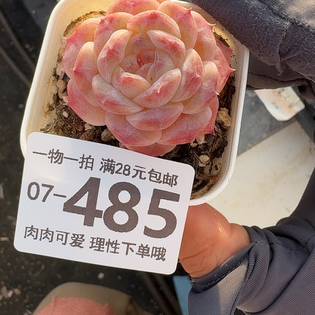 优选珍妮无盆土发货无盆