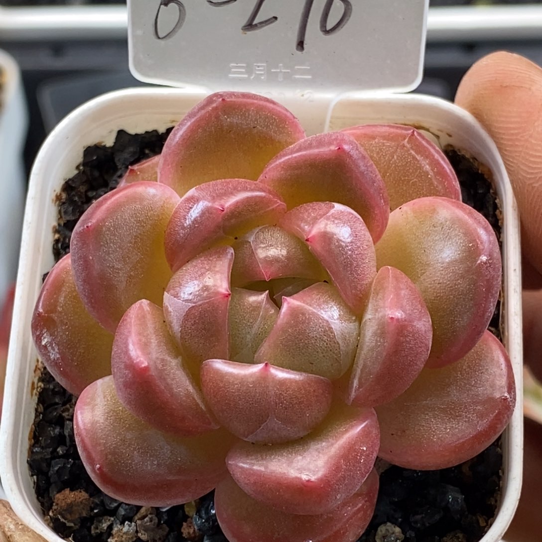 天官赐福百无禁忌