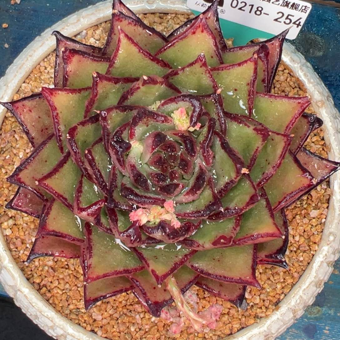 从前慢多肉精选编号0218.254