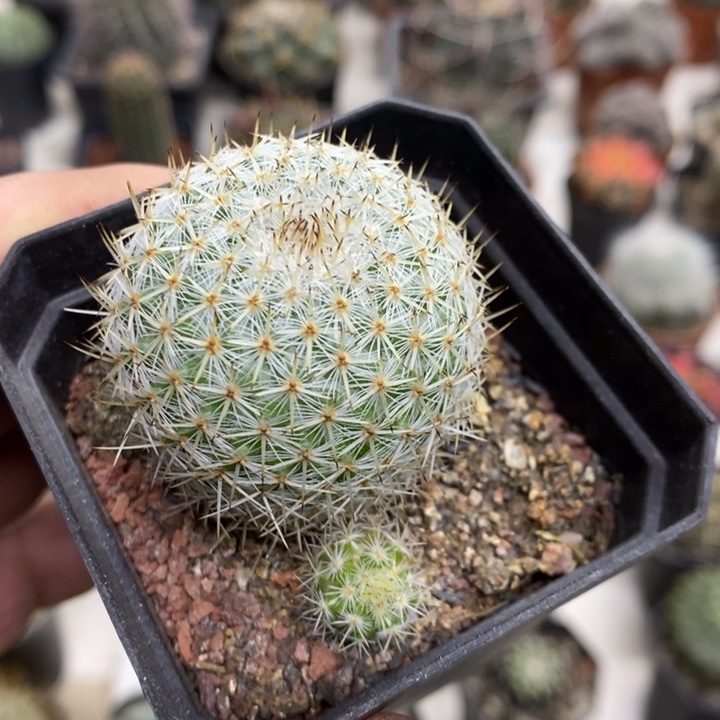 实生白刺丸带崽特价