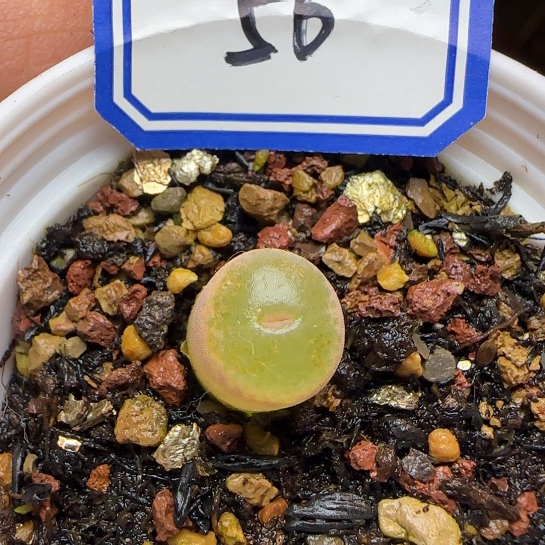 粉女带盆土发货。          