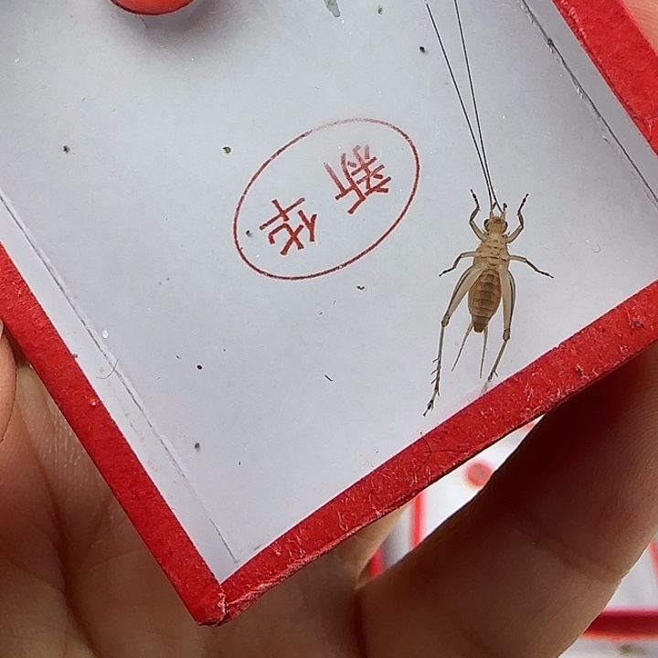 蟋蟀永……大黄一只……