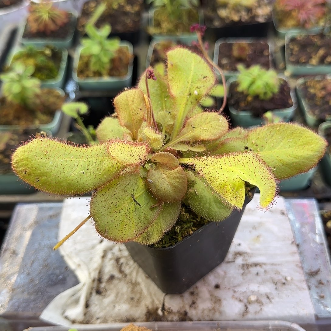 完全开放仙女座茅膏菜