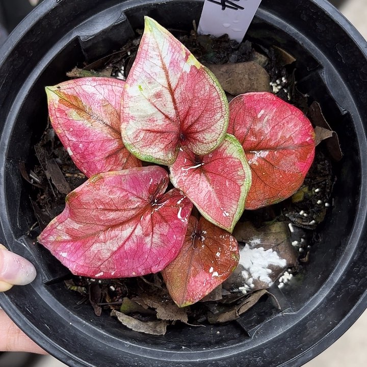 114-0218皇家礼堂彩叶芋广东现货