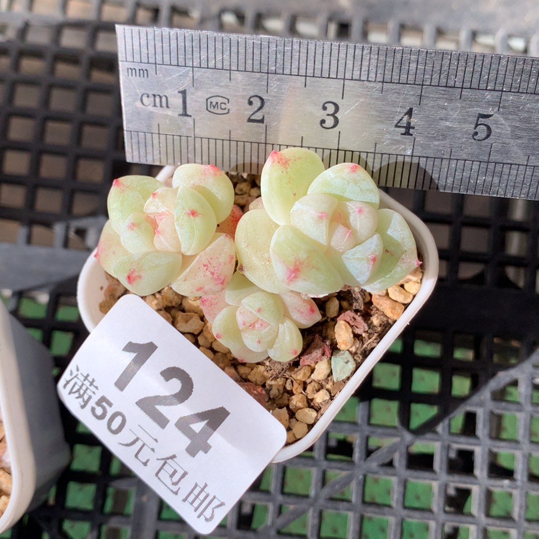 124。白黄底小腿糖心冰玉三头。