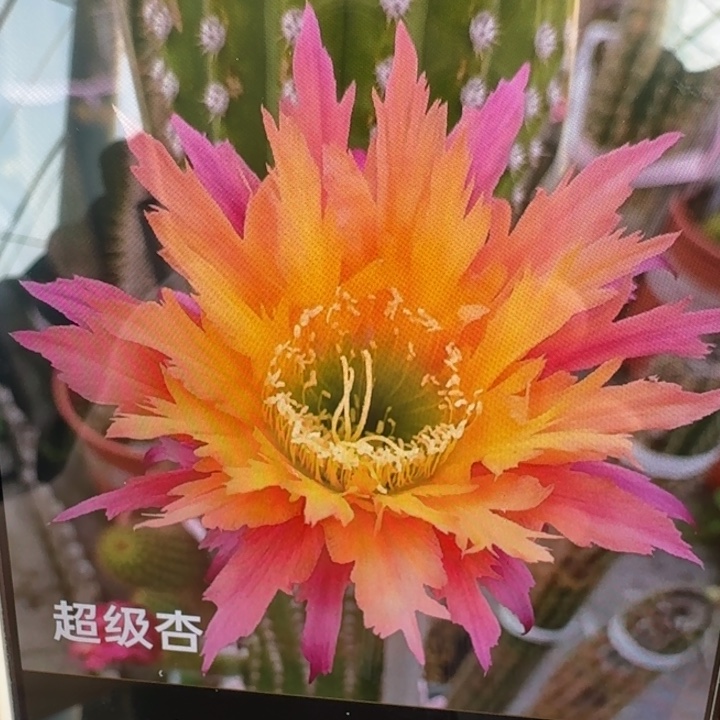 208毛超级杏歪5公分左右无根侧牙，20