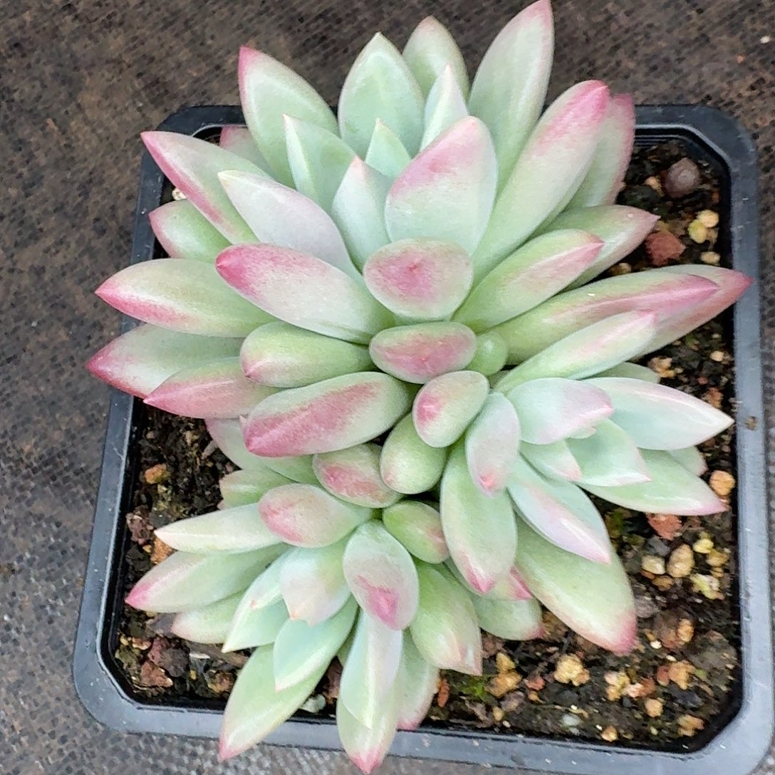 爱***不爱不赫本鲁斯一颗群生