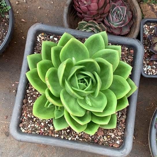 嘉**?每日特价活动开始啦