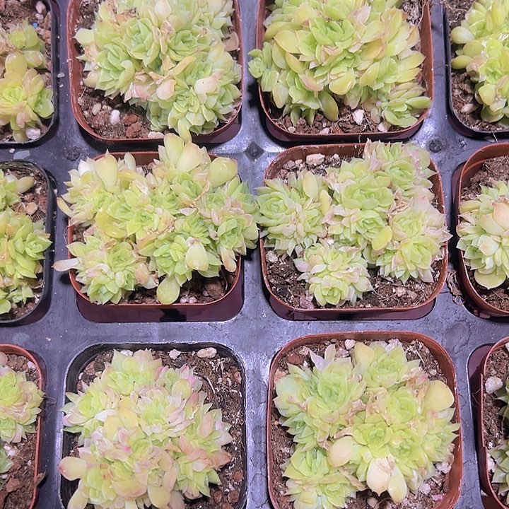 爱杜丽尔缀化多肉植物