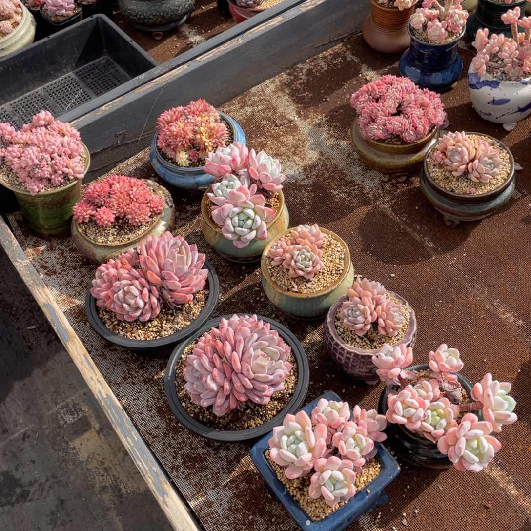 R**a10颗花啦啦啦啦啦啦啦啦啦啦啦啦