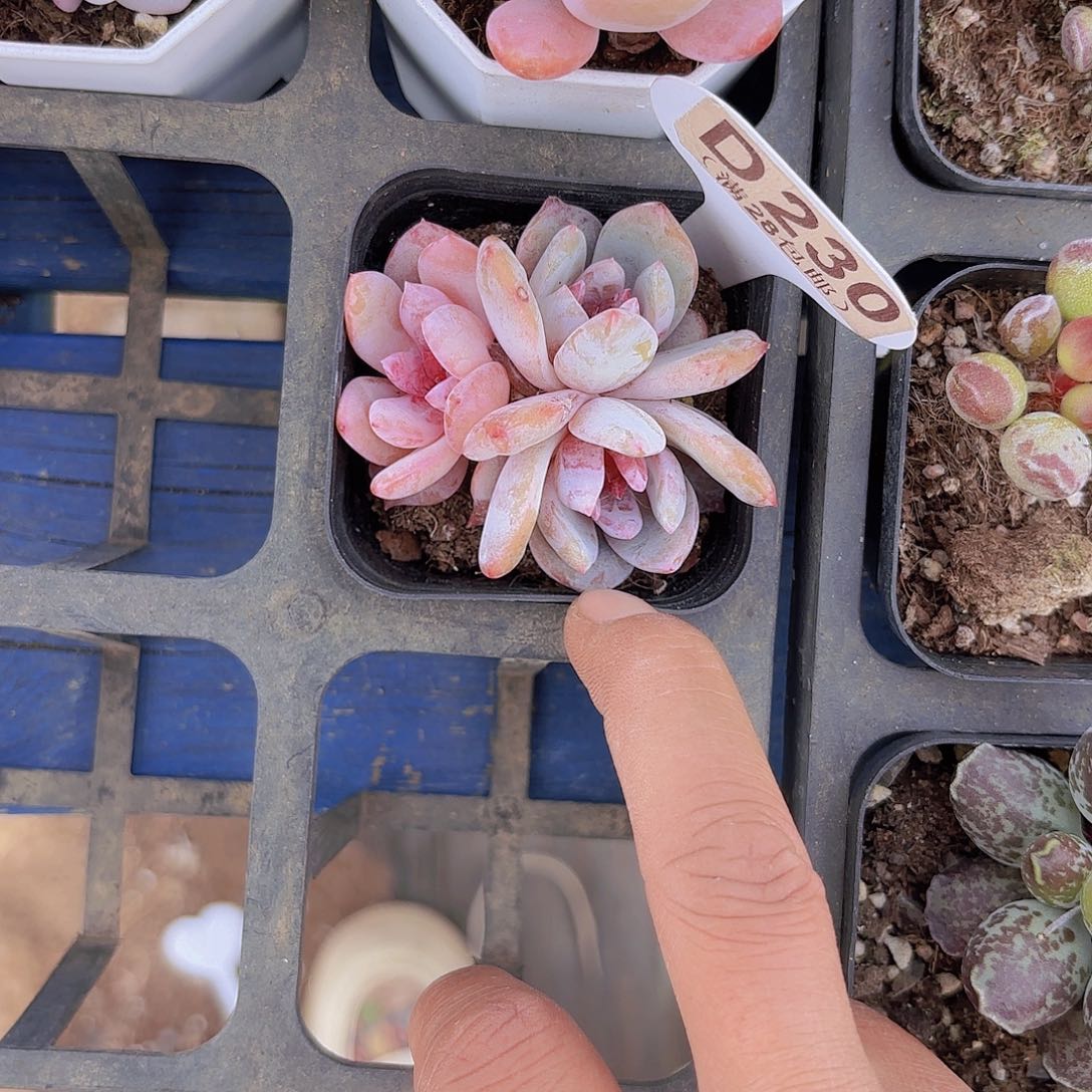 D230雪天使一物一拍