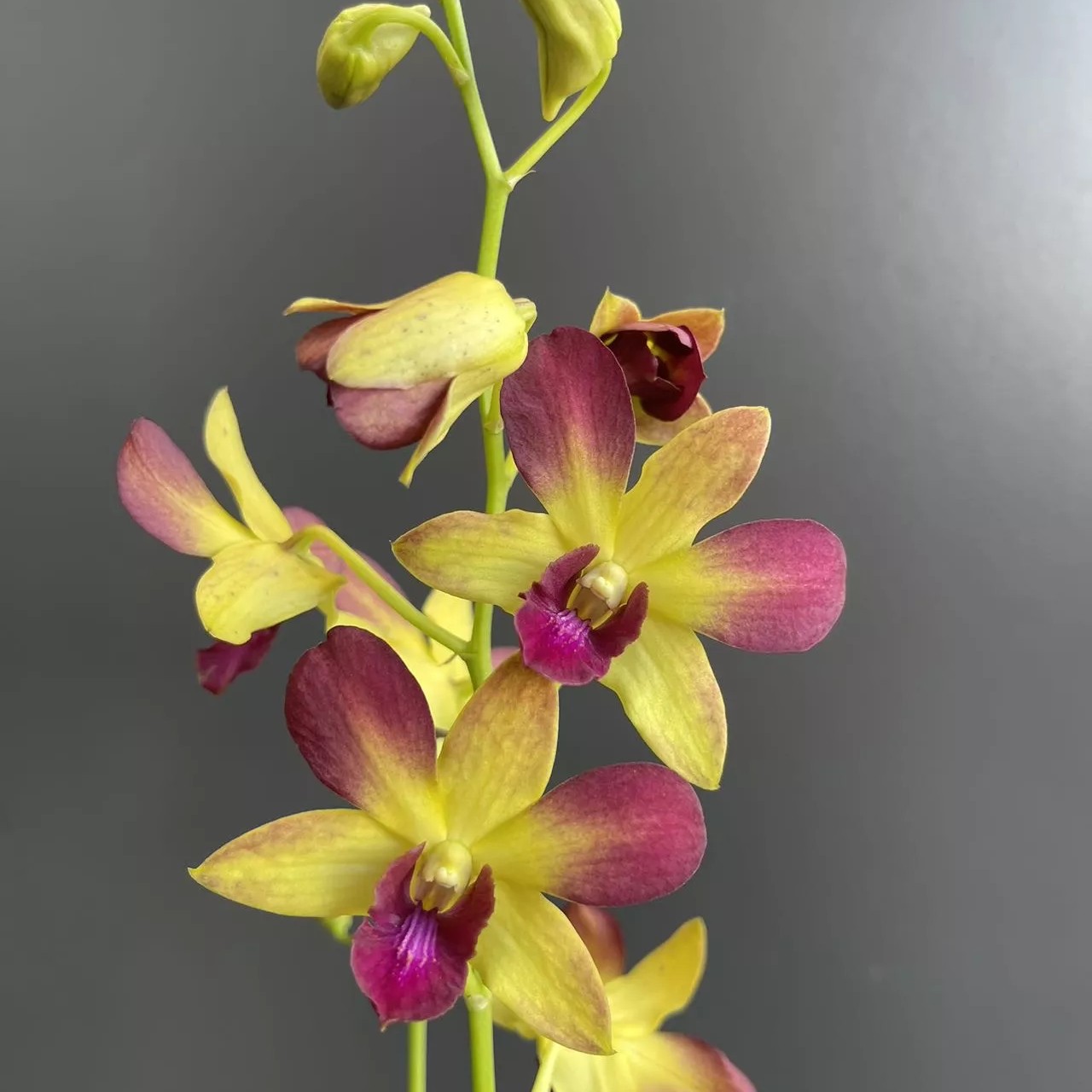 【富贵】秋石斛兰（0度以下拍保温，不拍冻死冻伤不售后）