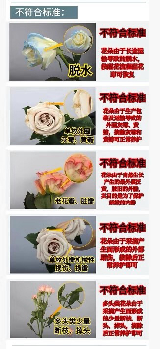 （蔓蔓）1号单头玫瑰15支+5支防损 1单包邮