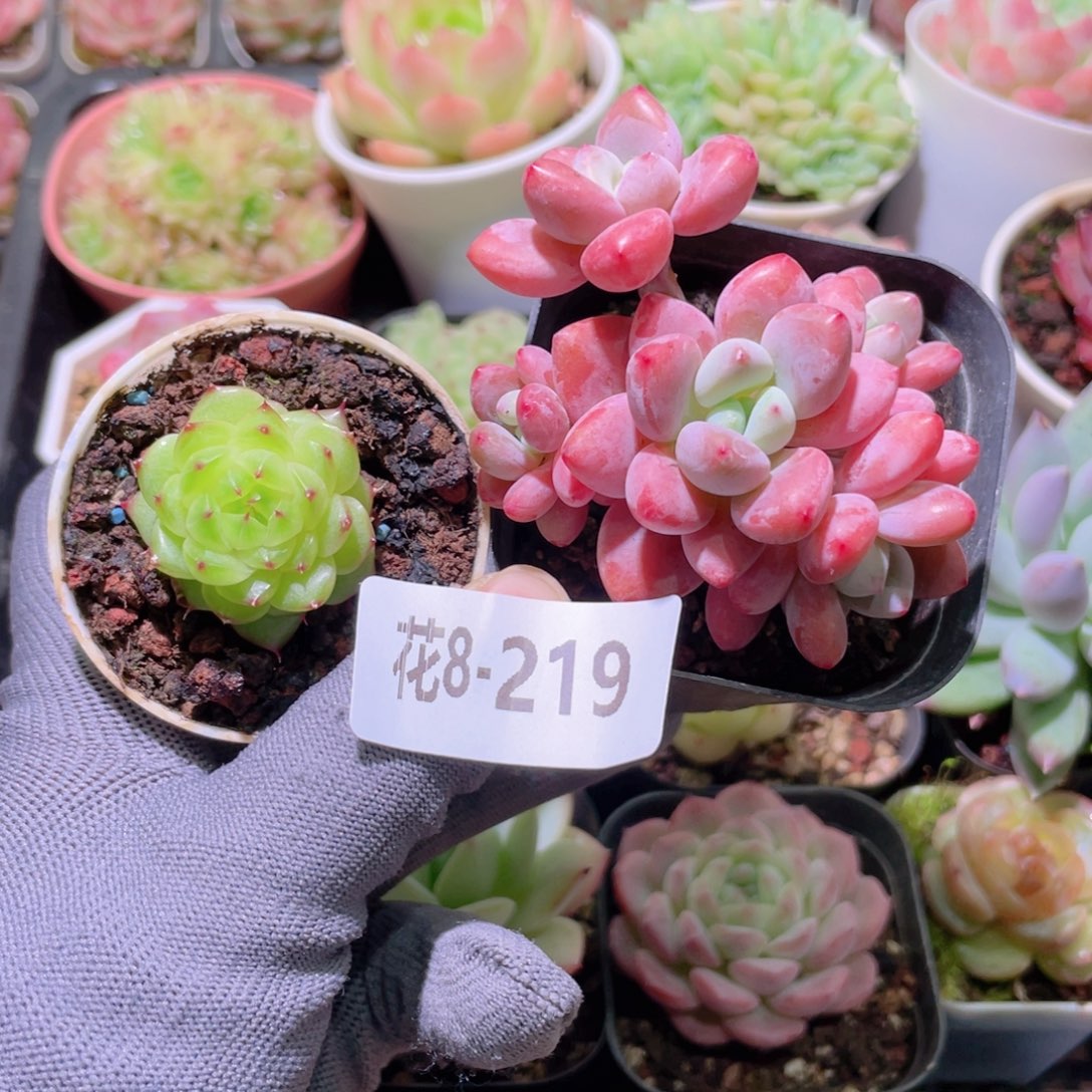 花利美 8-219海王＋洛神