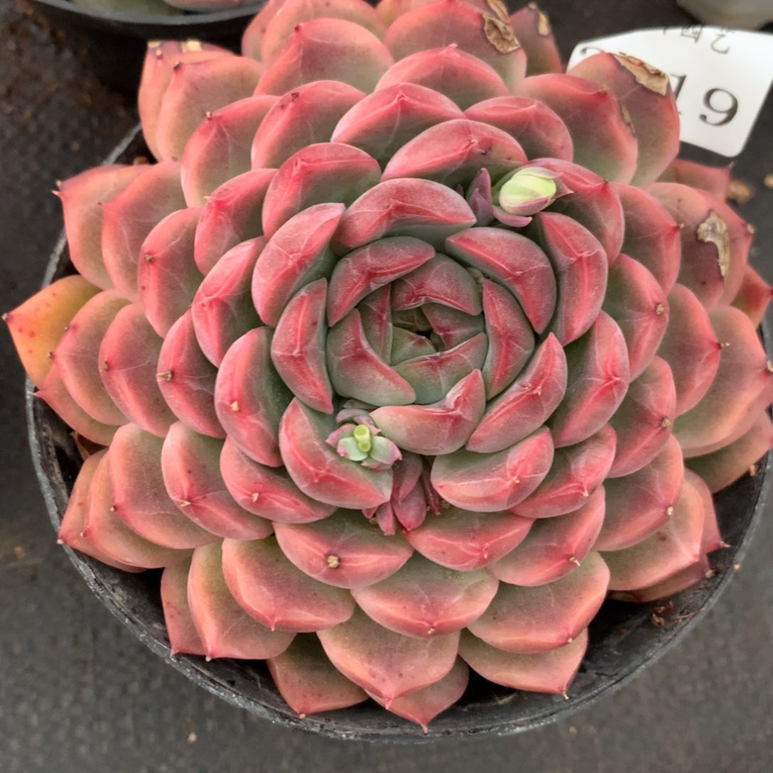 2019有叶伤杂交多肉