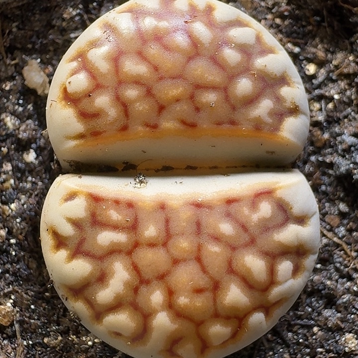 生石花111111。  103