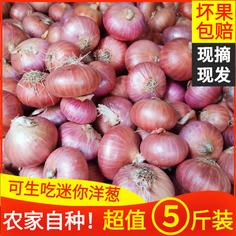 5斤德宏缅甸老品种 小洋葱头新鲜沙拉蔬菜缅甸圆葱500克凉拌炒食
