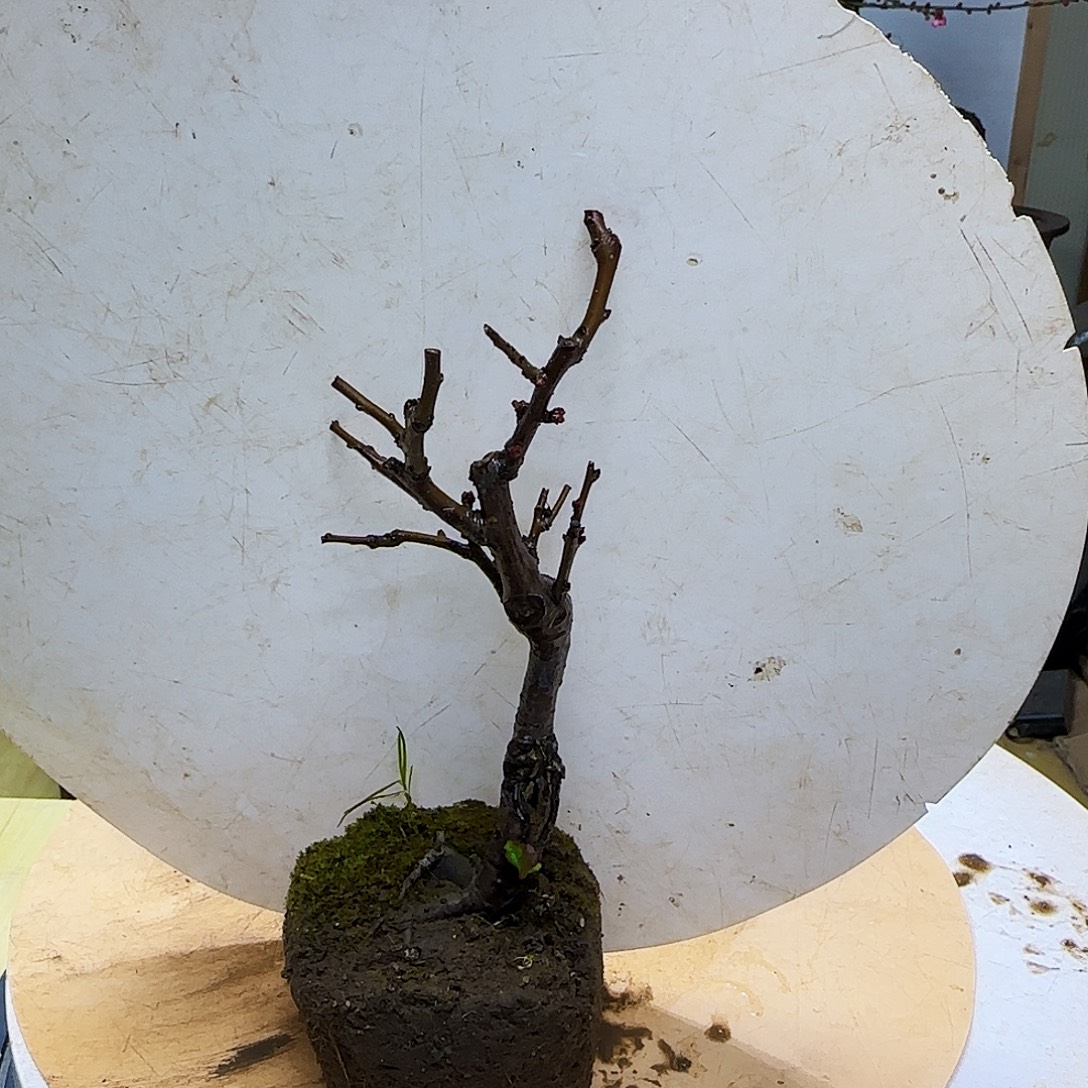 飛****无花朵新车出n你茉莉