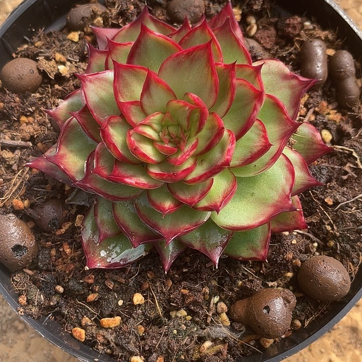 惊鸿仙子多肉植物2682