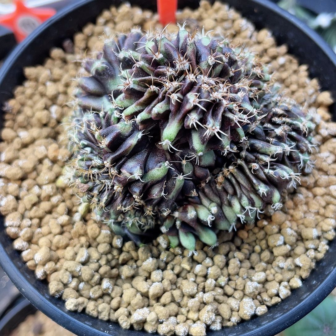 1-90米哈缀化5.7厘米