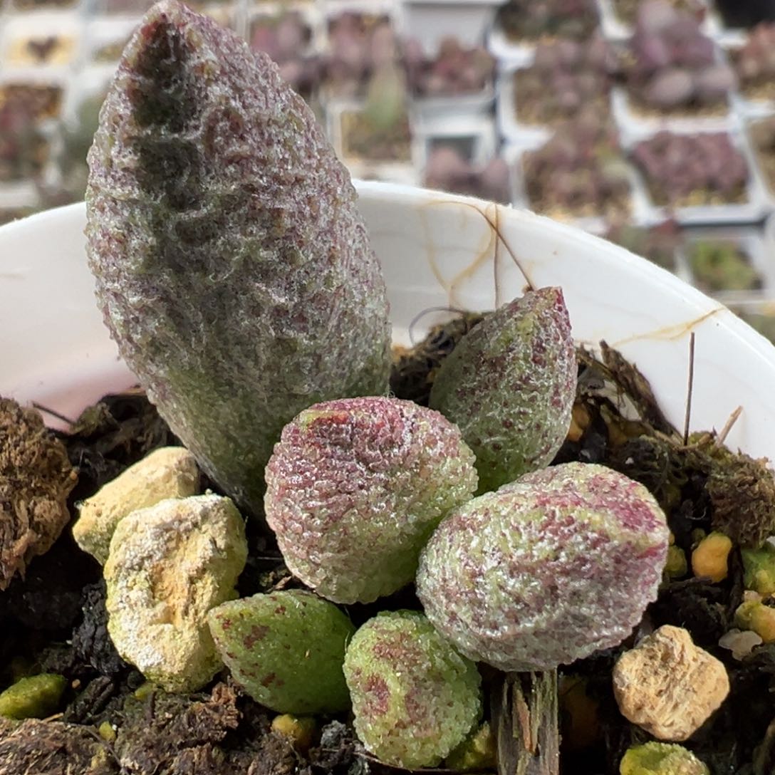 实生底叶苗纹路款多肉植物水泡