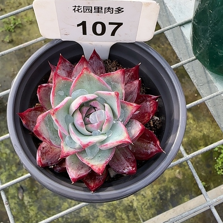 107 惊鸿仙子多肉植物6-9cm