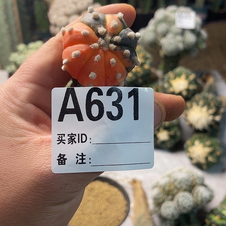 完全开放631红豆一个