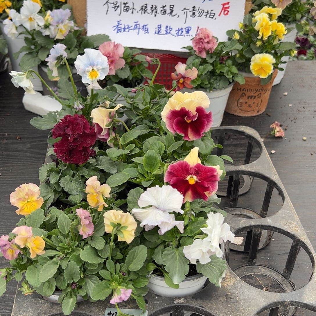 大部分花苞少量开放281号