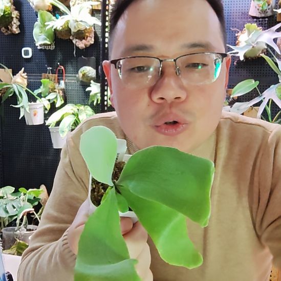 白玫瑰鹿角蕨孢播苗291