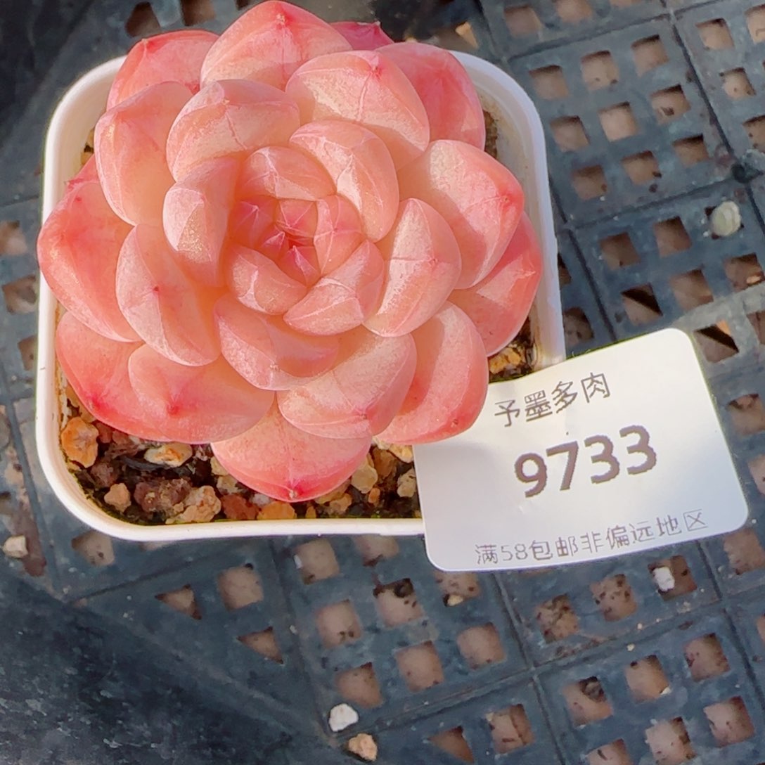 美心，9733多肉植物