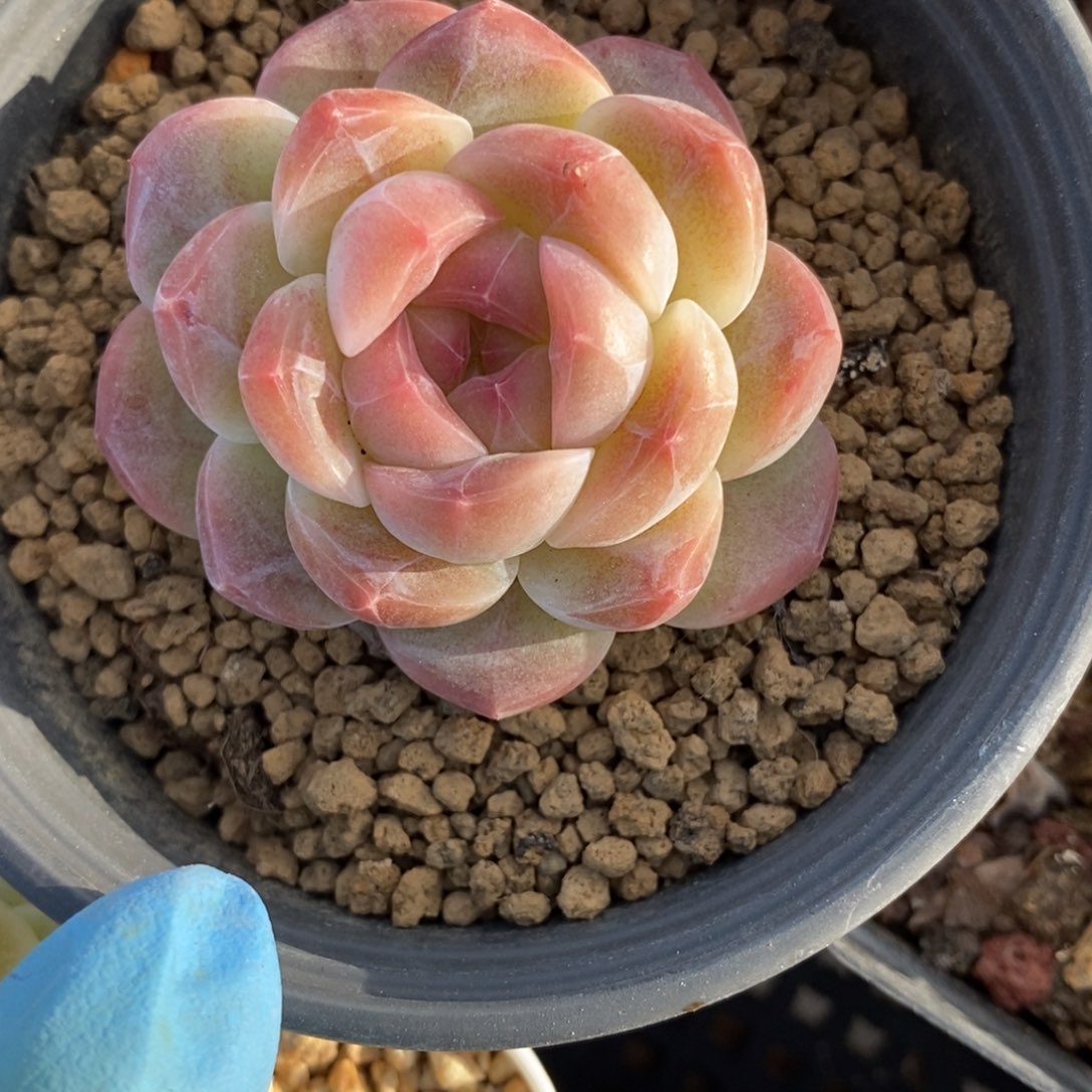 ✨****?152东篱下多肉植物盆栽